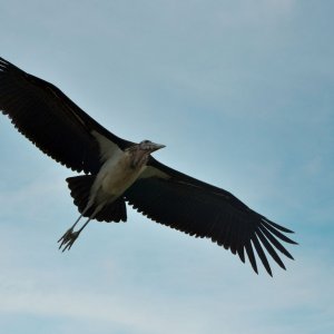 marabou-stork-flight.jpg