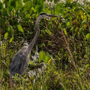  Wetlands 8-22 2500px-15.jpg