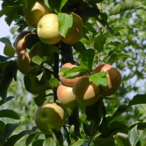 apples on treex.jpg