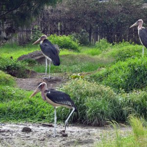 marabou-storks.jpg
