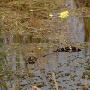  Wetlands 8-22 2500px-25.jpg