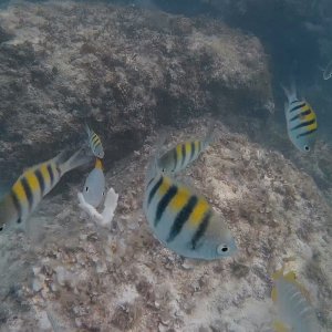 fish2.jpg