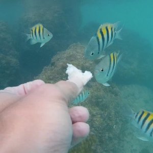 fish 9.jpg