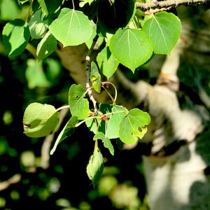 P1011165A.JPG