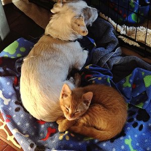Milo & Pixie together x.jpg