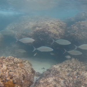 fish 4.jpg