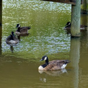 Chilling Out Under the Pier.jpeg