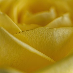 Yellow Rose on a Grey Day.jpeg