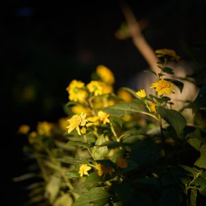 L1000580.jpg
