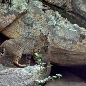 bobcat kitten with sq heading for den 8.07.22 x.jpg