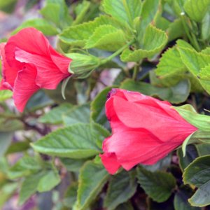 hibiscus3.jpg