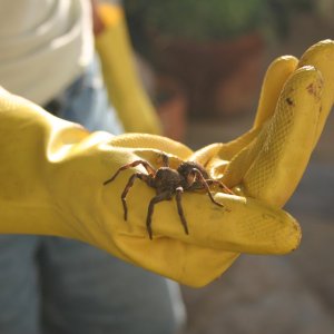 Tarantula in hand.JPG