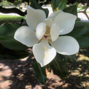 IMG_5407.jpeg