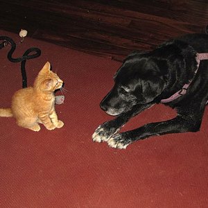 milo and blacky x.jpg