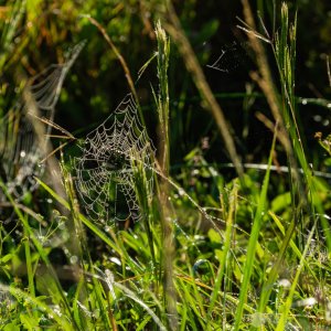 Wetlands Sunrise - 2500px-26.jpg