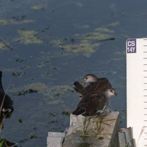  Wetlands 8-22 2500px-10.jpg