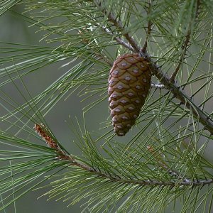 pinecone-branch x.jpg