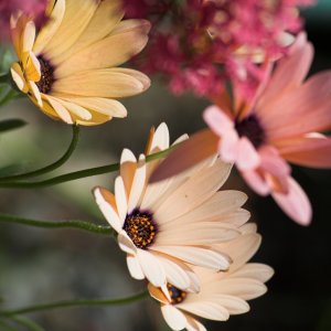 Flower_IMG_2312-01.jpg
