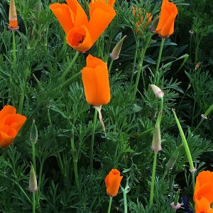 poppies2.jpg