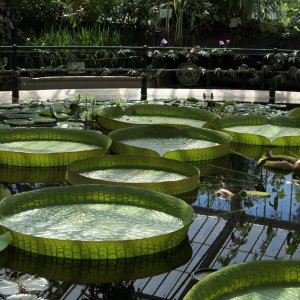 Giant Waterlily (Victoria amazonica) , Kew Gardens.jpg