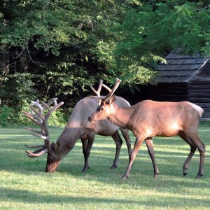 elk-2500px.jpg