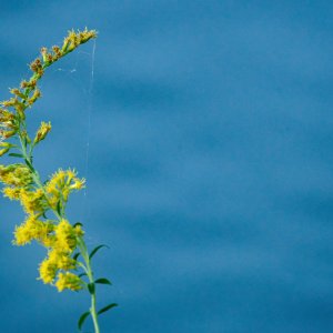 Goldenrod.jpeg