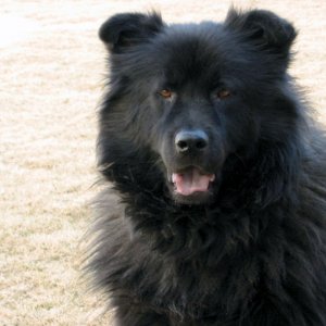 rufus1.jpg
