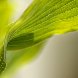 Curvy Green.jpeg
