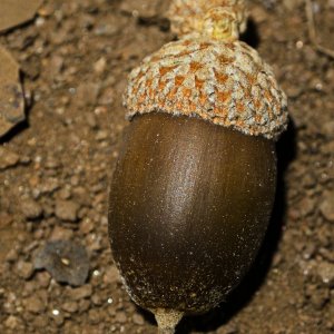 acorn 8.14.22 crop x2.jpg