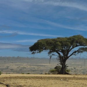acacia.jpg