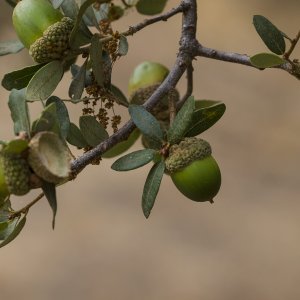 acorns on tree 1646 9.8.22.jpg
