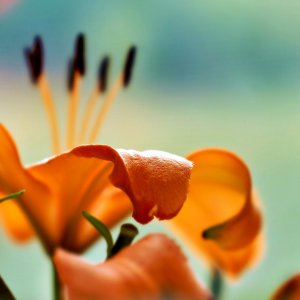 Orange Lilly and Friends.jpeg