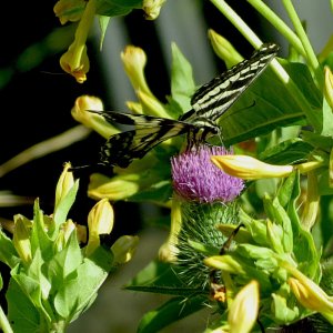 butterfly on thistle sx40 .jpg