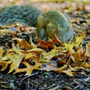 In the Leaves.jpg
