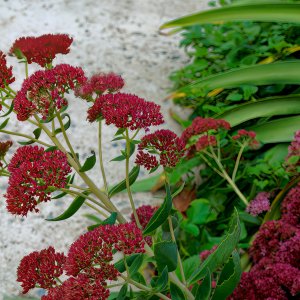 Autumn Blooms.jpeg