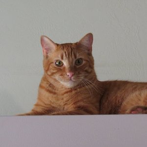 milo on fridge looking here.jpg