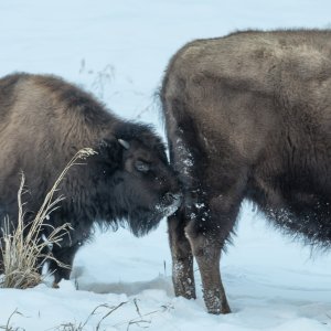 Yellowstone_IMG_9191.jpg