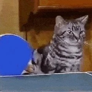 giphy.jpeg
