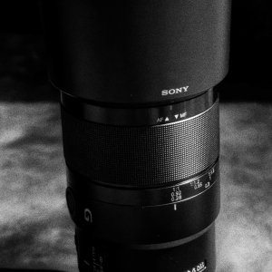 90mm Macro Has a Day in the Sun.jpeg
