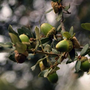 acorns on tree 1644 9.8.22 x2.jpg