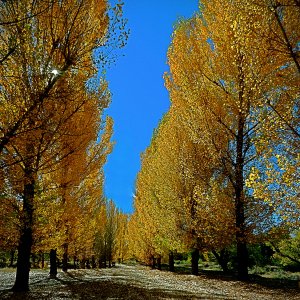 fall poplar lane x5.jpg