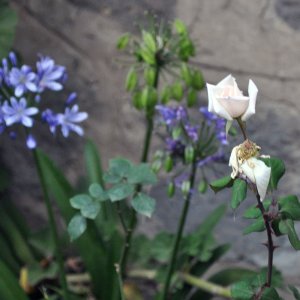flower8.jpg