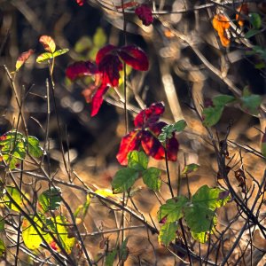 poison oak 1895 10.13.22 x.jpg
