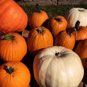 Pumpkintown - 2500px-50.jpg