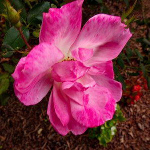 Pink All-Year Rose.jpeg