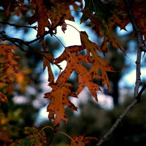 fall oak leaves dark x3.jpg