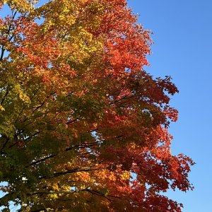 471C727A-AF3F-47D4-800E-82AEFD30C08C.jpeg