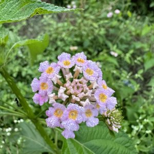 IMG_0243.jpeg