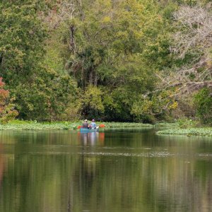 Wekiva - 2500px-5.jpg