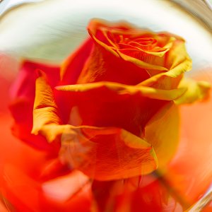 Delicacy of  a Rose.jpeg